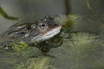 Moor Frog, Common Frog
