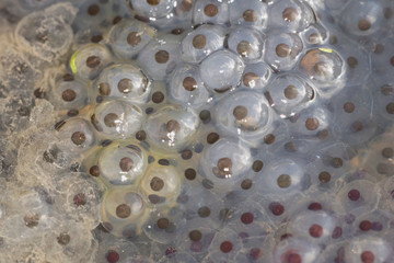 Moor Frog, Common Frog - frog spawn.
