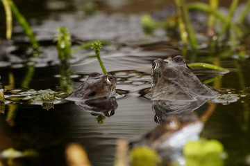 Moor Frog, Common Frog