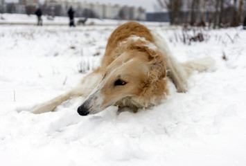Fototapeta na wymiar Russian Borzoi dog lying in the snow