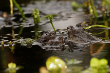 Moor Frog, Common Frog