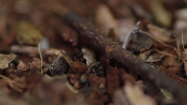 Brazilian Black And White Tarantula (Nhandu coloratovillosus)