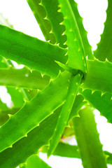 Aloe vera plant green on a white background