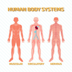 Human Body Systems - 104813986