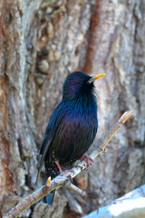 The bird, a Starling, on a branch