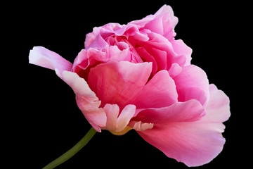 Red peony