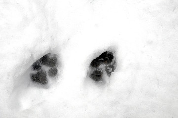 Dog's footprints in defrosted snow