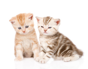 two funny tabby kittens. isolated on white background