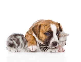 puppy embracing scottish kitten. isolated on white background