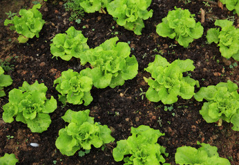 green lettuce crops in growth at vegetable garden