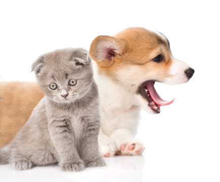 Sad kitten and Pembroke Welsh Corgi puppy together. isolated on