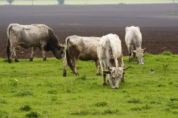 Naklejka na ściany i meble Bulgarian gray cattle
