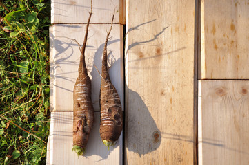 Two fruit of ripe radish, laid on a wooden board.