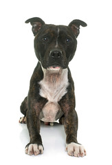 Fototapeta premium staffordshire bull terrier