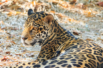 Jaguar - Panthera onca
