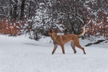 Fototapeta na wymiar Belgian Malinois dog playing in the snow