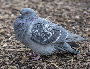 Feral pigeons,Columba livia domestica