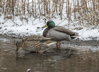  mallard duck  (Anas platyrhynchos)