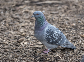 Feral pigeons,Columba livia domestica