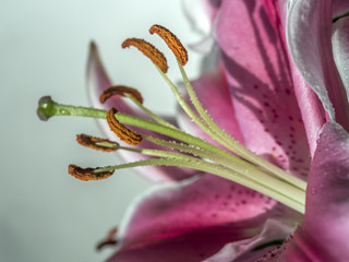Lilium, the Stargazer lily