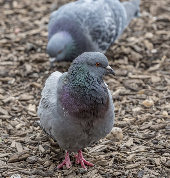 Feral pigeons,Columba livia domestica