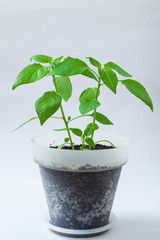 Pepper young plant
