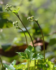 Sanicle (Sanicula europaea). Flowers of plant in the carrot family (Apiaceae), with umbels of white flowers, growing in a British woodland
