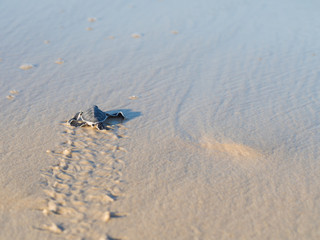 Fototapeta premium Small green sea turtle (Chelonia mydas), also known as black (sea) turtle, or Pacific green turtle on his way to the sea on Kutani beach in Tanzania, Africa, shortly after hatching from his egg.