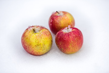 Red apples in the  snow