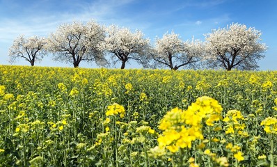 field of rapeseed and alley of cherry tree
