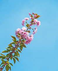 Sakura branch