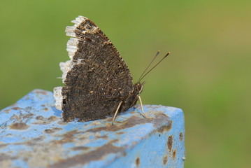 Nymphalidae / Sarı Bantlı Kadife / Nymphalis antiopa