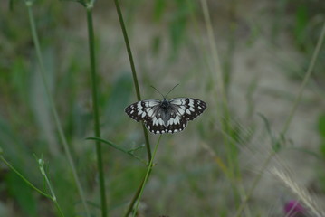 Satyridae / Anadolu Melikesi / Balkan Marbled White / Melanargia larissa