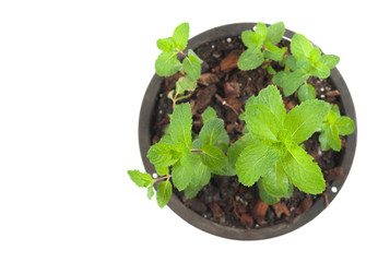 Fresh mint herb on a pot over white.