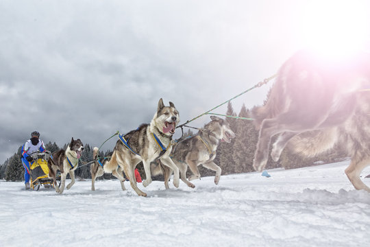 Sled Dog Race On Snow In Winter