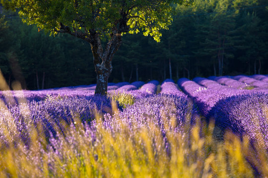Provence, France