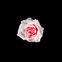 pink rose on black color background