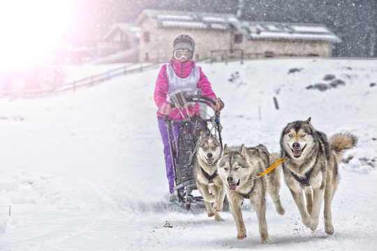 Sled dog race on snow in winter