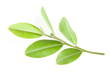 Green leaf isolated over white background