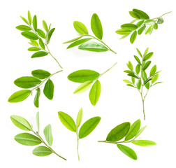 Naklejka premium Green leaf isolated over white background