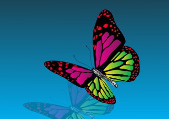Beautiful colored butterfly with reflection the blue background