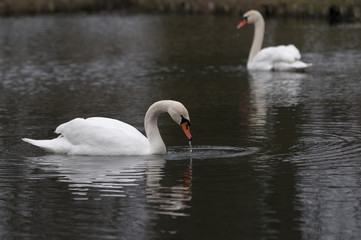 White swan swimming in pond