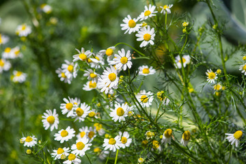 Fototapeta premium Summer or spring beautiful garden with daisy flowers