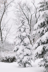 Fototapeta premium winter