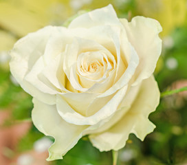 Light yellow rose flower, close up, isolated, bokeh.