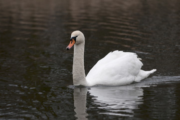 Obraz premium White swan swimming in pond