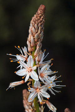Fiori di asfodelo