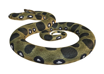 Green Anaconda on White