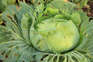 green cabbage in growth at vegetable garden