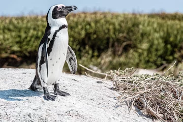 Foto op Plexiglas Penguin surveying the surroundings. © tonymapping